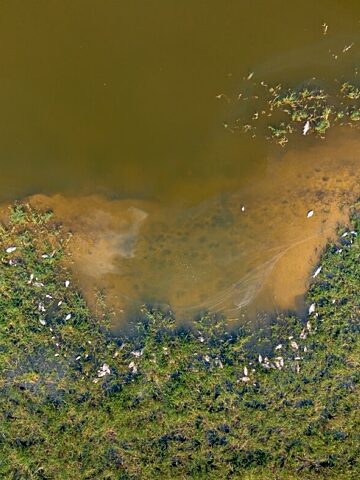 Jezioro dzierzno alota alga Jezioro dzierzno alota alga