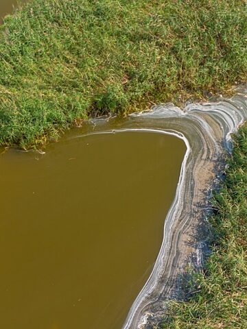 Jezioro dzierzno zlota alga5 Jezioro dzierzno zlota alga5