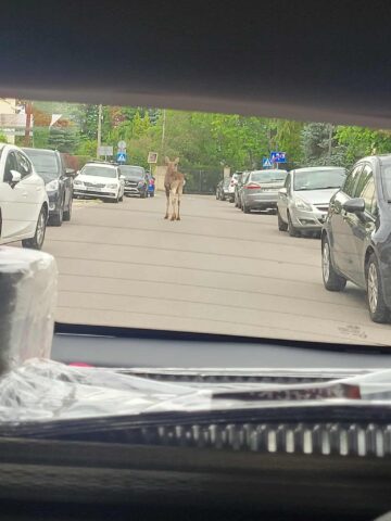 Łoś w Mikołowie Łoś w Mikołowie