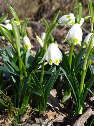 Śląski Ogród Botaniczny w Radzionkowie Śląski Ogród Botaniczny w Radzionkowie