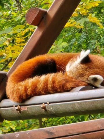 Slaskie zoo 1 Slaskie zoo 1