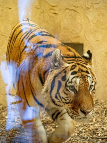 Slaskie zoo tygrys amurski 2 Slaskie zoo tygrys amurski 2