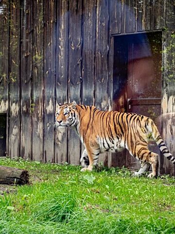Slaskie zoo tygrys amurski 4 Slaskie zoo tygrys amurski 4