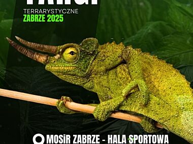 Terrarystyczna uczta w Zabrzu: nie przegapcie Exoticarium 600x850