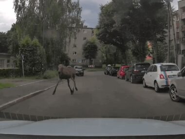 Łosie błąkają się po Śląsku. Doszło już do groźnego wypadku Łoś w Mikołowie