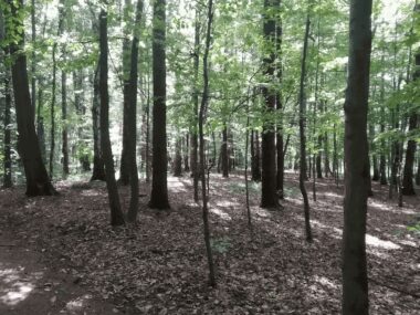 Park Repecki w Tarnowskich Górach rezerwatem przyrody? Park Repecki