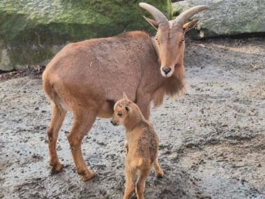 Nowe zwierzęta w chorzowskim zoo. Poznajcie je! ARUI