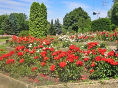 Własny ogród jak Rosarium z Parku Śląskiego? To możliwe Własny ogród jak Rosarium z Parku Śląskiego? To możliwe. Będzie akcja „Drugie życie parkowych róż”