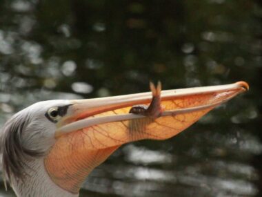 Śląskie zoo zaprasza na ciekawe warsztaty wakacyjne Pelikan