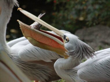 Mokradła w słoiku? Śląskie zoo zaprasza na ciekawe warsztaty Pelikan fot W Żuchowicz 10 Copy