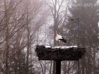 Bocian zimuje na Śląsku. Ornitologiczna sensacja? Bocian, Mikołów, 2025