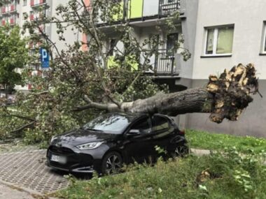 Wieje aż drzewa się łamią jak zapałki! Drzewo przewróciło się na zaparkowany samochód, Sosnowiec