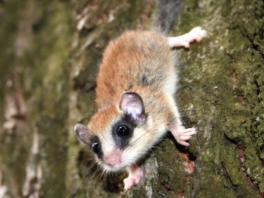 Nowy rezerwat przyrody powstał na Górnym Śląsku Koszatka gryzon