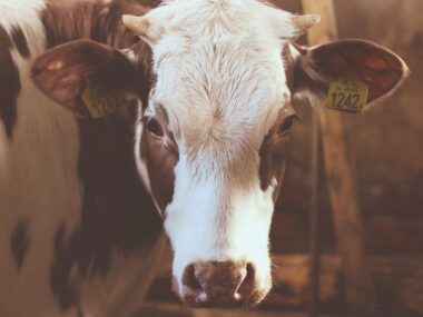 Bił krowę metalowym prętem. Zwierzę musiało zostać uśpione Krowa Pixabay