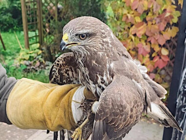 Policjant uratował myszołowa Policjant uratował myszołowa