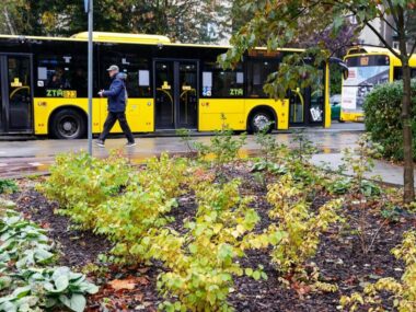 10 nowych parków kieszonkowych powstanie w Katowicach Nasadzenia w Katowicach