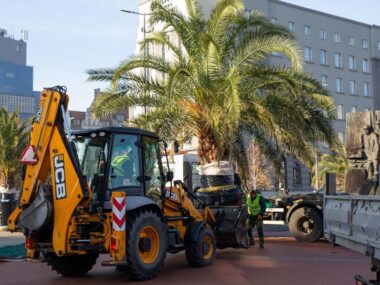 Palmy z Katowic rozpoczęły zimowy wypoczynek Palmy Katowice Rynek 01