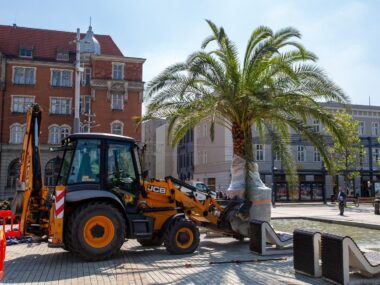 Palmy Grażyna, Ania, Kasia i Stasia powróciły na Rynek Palmy Rynek Katowice 2026