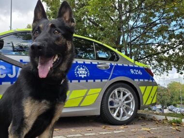 Zorro to nowy czworonożny funkcjonariusz katowickiej policji Pies Zorro