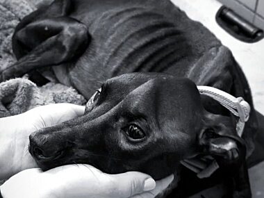 Mieszkanka Świętochłowic znęcała się nad psem. Suczka zmarła Bestialskie zachowanie mieszkanki Świętochłowic. Znęcała się nad psem. Zwierzę nie przeżyło