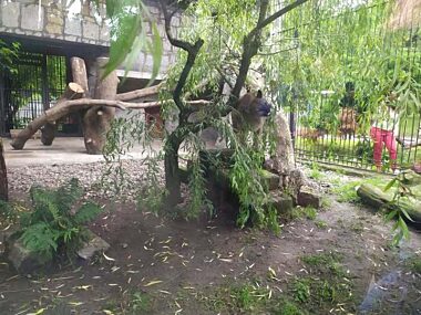 Wyrok w sprawie właściciela pumy Nubii Puma Nubia w chorzowskim zoo
