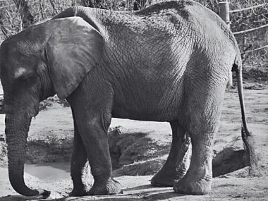 Odeszła wieloletnia mieszkanka chorzowskiego zoo Slonica Kinga Zoo Poznan