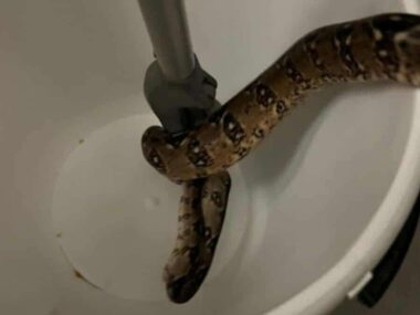 Wąż zakradł się w nocy. Dawno Ewa miała z tego spory ambaras Sosnowiec-Pogoń. Wąż boa schwytany na balkonie przy ulicy Będzińskiej. 2 września 2025