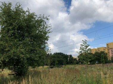 Sosnowiec-Zagórze. Nieużytki pomiędzy ulicami Teofila Lenartowicza i Białostocką. Tu będzie nowy park. 18 lipca 2025. Sosnowiec-Zagórze. Nieużytki pomiędzy ulicami Teofila Lenartowicza i Białostocką. Tu będzie nowy park. 18 lipca 2025.