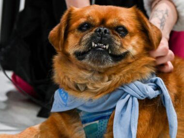 Zwierzogranie – „WOŚP” dla psów i kotów znów „zagra” „Zwierzogranie”. I odsłona