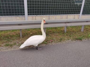 Na autostradzie A4 policjanci ratowali zagubionego łąbędzia Łabędź na autostradzie A4