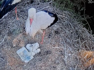 Plastikowe opakowanie po wędlinie zabiło małego bociana Bociany mikolow 04