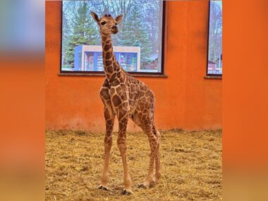 W śląskim zoo urodziła się kolejna żyrafa W śląskim zoo urodziła się żyrafa. Już trzecia po siedmioletniej przerwie
