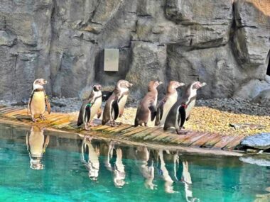 Nie zobaczycie pingwinów w śląskim zoo Nie zobaczycie pingwinów w śląskim zoo. Spokojnie, tylko do wiosny