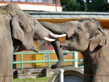 Nie będzie słoni w Śląskim Ogrodzie Zoologicznym? Chorzow zoo slonie