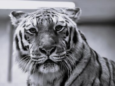 Smutna wiadomość z chorzowskiego zoo. Zmarła tygrysica Tajga Chorzow zoo tygrysica tajga