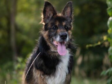 Koszmarnie zaniedbany i chory Nero wygrał walkę o życie Nero fauna