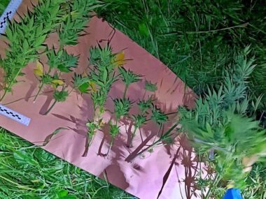 Policjanci zlikwidowali nielegalną plantację marihuany Policjanci zlikwidowali nielegalną plantację marihuany