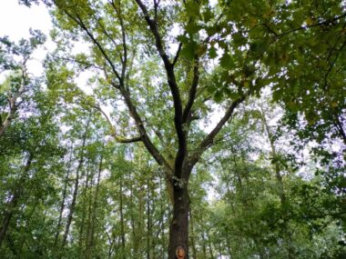 Wyceniono pracę tyskich drzew. Dwa dęby w #EUTreeTag #EUTreeTag w Tychach