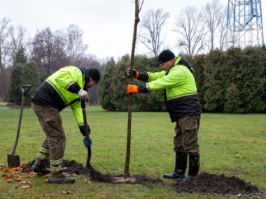 Park Kościuszki – jeszcze piękniejszy i bardziej zielony Sadzenie drzew, Park Kościuszki, Katowice