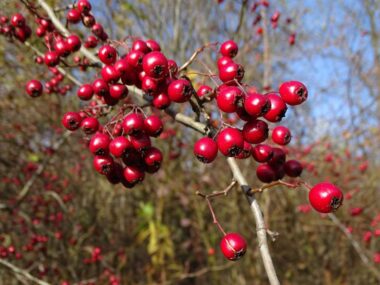 Śląski Ogród Botaniczny w Radzionkowie zachwyca barwami Śląski Ogród Botaniczny w Radzionkowie