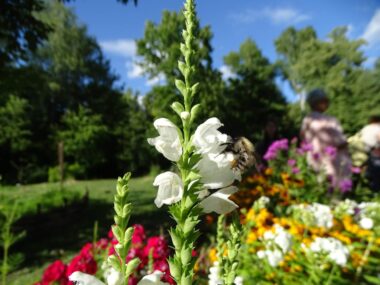 Lato w Śląskim Ogrodzie Botanicznym w Radzionkowie Lato w Śląskim Ogrodzie Botanicznym w Radzionkowie