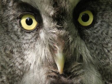 Nowy cennik w Śląskim Ogrodzie Zoologicznym. Co zdrożało? Slaski ogrod zoologiczny puchacz