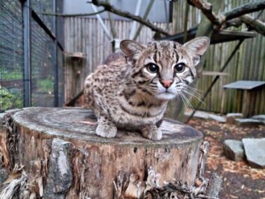 Chorzowskie projekty w Marszałkowskim Budżecie Obywatelskim Slaskie zoo koty argentynskie