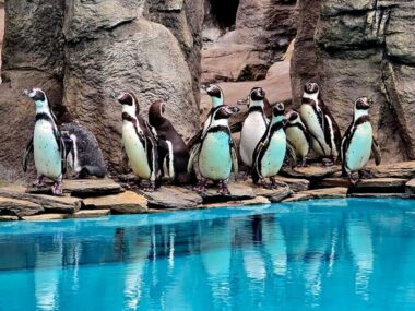 Poznajcie nowego, małego mieszkańca śląskiego zoo! Slaskie zoo pingwiny