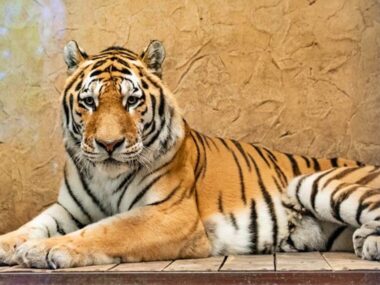 W śląskim zoo zamieszkał największy dziki kot świata W śląskim zoo zamieszkał największy dziki kot świata