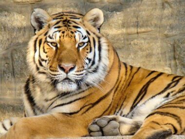 W śląskim zoo organizują Dzień Kota Slaskie zoo tygrys