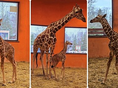 Żyrafa ze śląskiego zoo czeka na imię. Są cztery propozycje Slaskie zoo zyrafa