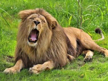 „Dzień Zwierząt” w chorzowskim zoo. Będzie sporo atrakcji „Dzień Zwierząt” w chorzowski zoo. Zaplanowano sporo atrakcji dla całych rodzin