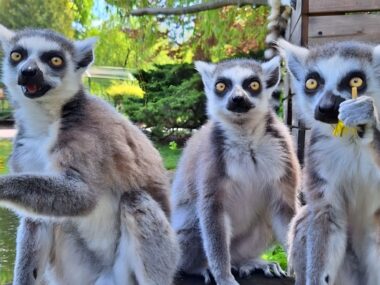 Zmiany w śląskim zoo. Nowe ceny i godziny otwarcia Sezonowe zmiany w śląskim zoo. Nowe ceny i godziny otwarcia