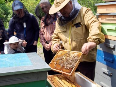 W Bytomiu poznasz pszczeli świat! Program Święta Pszczół Swieto pszczol w bytomiu 3